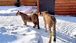 Cheetah Gerda sneaked up on Messi from behind. Gerda defends her home.