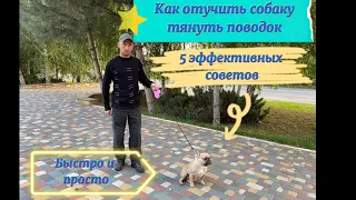 Отучаем ту самую СОБАКУ французский бульдог тянуть поводок