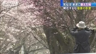 【震災】「津波に耐えた桜」が開花　塩害の影響も（12/04/30）