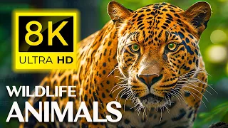 8K Wildlife  Animals - Beautiful Nature and Animal Videos - With Nature Sounds ( 8K ULTRA HD )