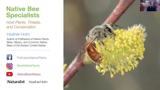 Native bee specialists, plant hosts, threats and conservation, Heather Holm, Biologist and Author