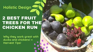 The 2 Best Fruit Trees for Chicken Runs: Holistic Design in the Orchard