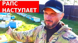 Пчелосемьи тают на глазах/что в Царь-колоде/ сибирский пчелоблог 9 октября 2022