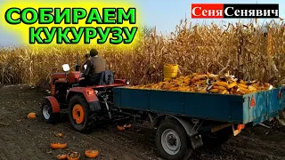 ЦЕЛЫЙ прицеп КУКУРУЗЫ, собираем с огорода урожай кукурузы 2021