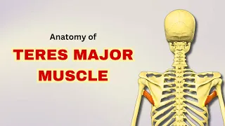 Teres Major | Muscle Anatomy | Muscle of Scapular Region | Complete Anatomy Covered | Doctor Speaks