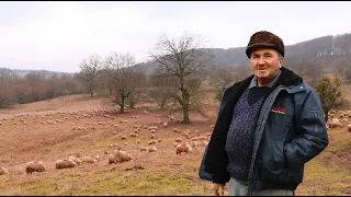 500 de oi BALE a d-lui Dedeanu din satul SĂSESC Dorolea/Ciobănești CARPATINI/Mastiff SPANIOL 2021 I