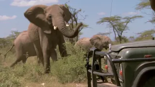 Vet Keeps Dangerous Herd of Elephants at Bay | This Wild Life | BBC Earth