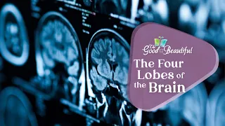 The Four Lobes of the Brain | Health and the Human Mind | The Good and the Beautiful