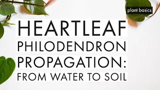 How to Transfer Heartleaf Philodendron Cuttings from Water to Soil | Houseplant Propagation