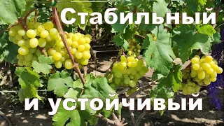 Топ 5 стабильных сортов винограда