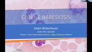 Dr Adam Birkenheuer - Persistent Babesia Infection