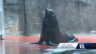 Birmingham Zoo prepares to say farewell to beloved sea lions