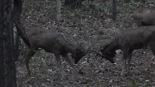 Sambar Deer rare moment