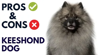 Keeshond Dog Pros And Cons | Keeshond Advantages And Disadvantages #AnimalPlatoon