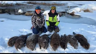 Insane!!! "SLAUGHTERED THE BEAVER " Trapping Beaver and Otter.
