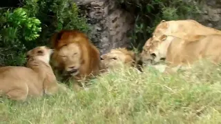 Wildlife _ Two Lions Fight to See Who s King 480P @hussainimdad