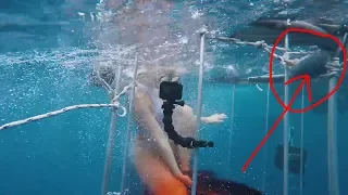 На Американскую порнозвезду напала акула во время съёмок