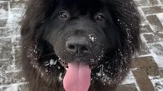 Family wants answers after dog dies at groomer in New Jersey