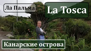 Канарская ГЛУШЬ. ДРАКОНОВОЕ дерево. Остров Ла Пальма. La Tosca. Деревня Ла Тоска.