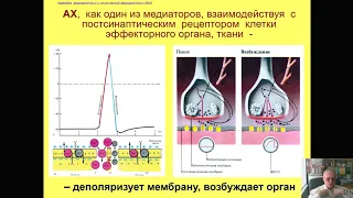 Фармакология холинотропных средств (профессор Мамчур В.И.)