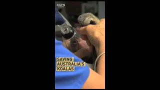 Saving Australia's koalas