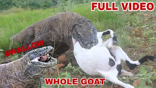 SPECTACULAR 🔥🔥 THIS IS A AMAZING VIDEO OF KOMODO SWALLOW THE BIG GOAT🐐