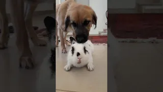 Doggo and Bunny Best Friends || ViralHog