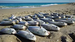 Most Valuable Fish on the Beach - How to Pompano!