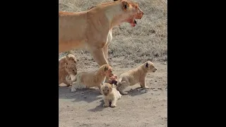 Cute baby lion 2 #Lioncubs #Littlelion #mom