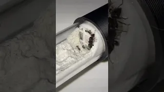 My Per Pavement Ants Are All Settled In - Tetramorium Caespitum