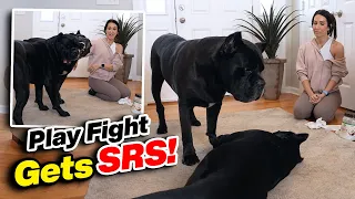 Cane Corso Play Fight Gets SERIOUS!
