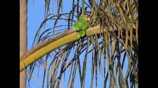 The Ocean Beach Parrots