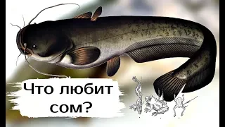 Топ самых действенных и проверенных наживок на сома! На что ловить сома? На что клюёт сом?