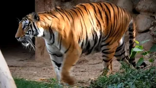 Tigress going for sleeping in Cold grass | Zoological Park