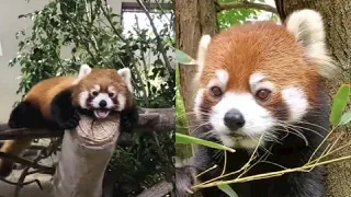 🦊🦊😍😍 OMG!! So Cute Red Panda Compilation Video #5