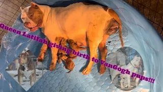 QUEEN LATIFAH GIVING BIRTH TO VANGOGH XL BULLY PUPS 🐶!!!