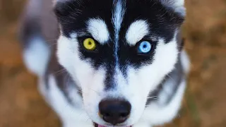 10 Siberian Husky Facts You NEED To Know