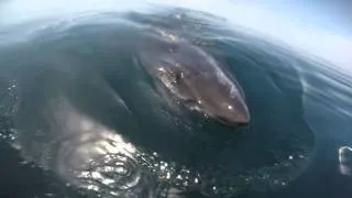 Great White shark circles boat and feeds on whale