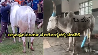 Get well soon champion surya | hallikar race bull´s health still in good condition|bullock cart race