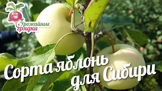 Сорта яблонь для Cибири на примере урожая #urozhainye_gryadki