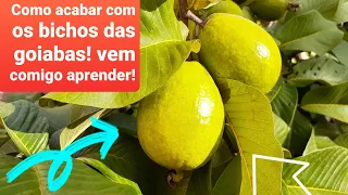 Como acabar com os bichos da goiaba/ como acabar com as moscas das frutas! Ótima receita !