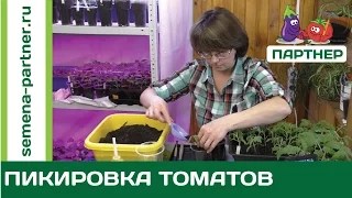 Пикировка томатов. Как правильно пикировать помидоры.