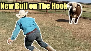 NEW MEAN BULL FOR THE INTERNS - Rodeo Time 260