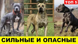 МОЩНЫЕ И БЕЗЖАЛОСТНЫЕ: Бойцовские собаки ТОП 5