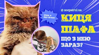 Киця ШАФА ‎| Що з нею зараз?