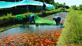 FISH FARMING (Harvesting Fish ) Harvesting Thousands of Fish! Why do fish grow so fast on mud ponds