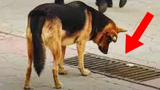 This Dog Kept Staring Into The Storm Drain Every Day, And When It Was Opened - PEOPLE Were Shocked!