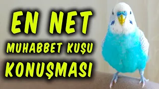 KESİN KONUŞTURACAK YÖNTEM | EN NET MUHABBET KUŞU KONUŞMASI | DİNLETİN KONUŞSUN