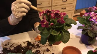 Transplanting African Violets