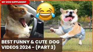 Funny Dog Videos 2024 | Funniest Dog Comedy Compilation of the Year | 🤣  Awesome Videos 😇